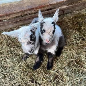 Meet your Posher, Renee